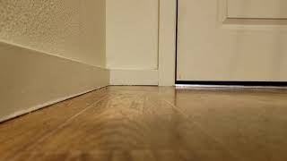 Panther Roars In Rage