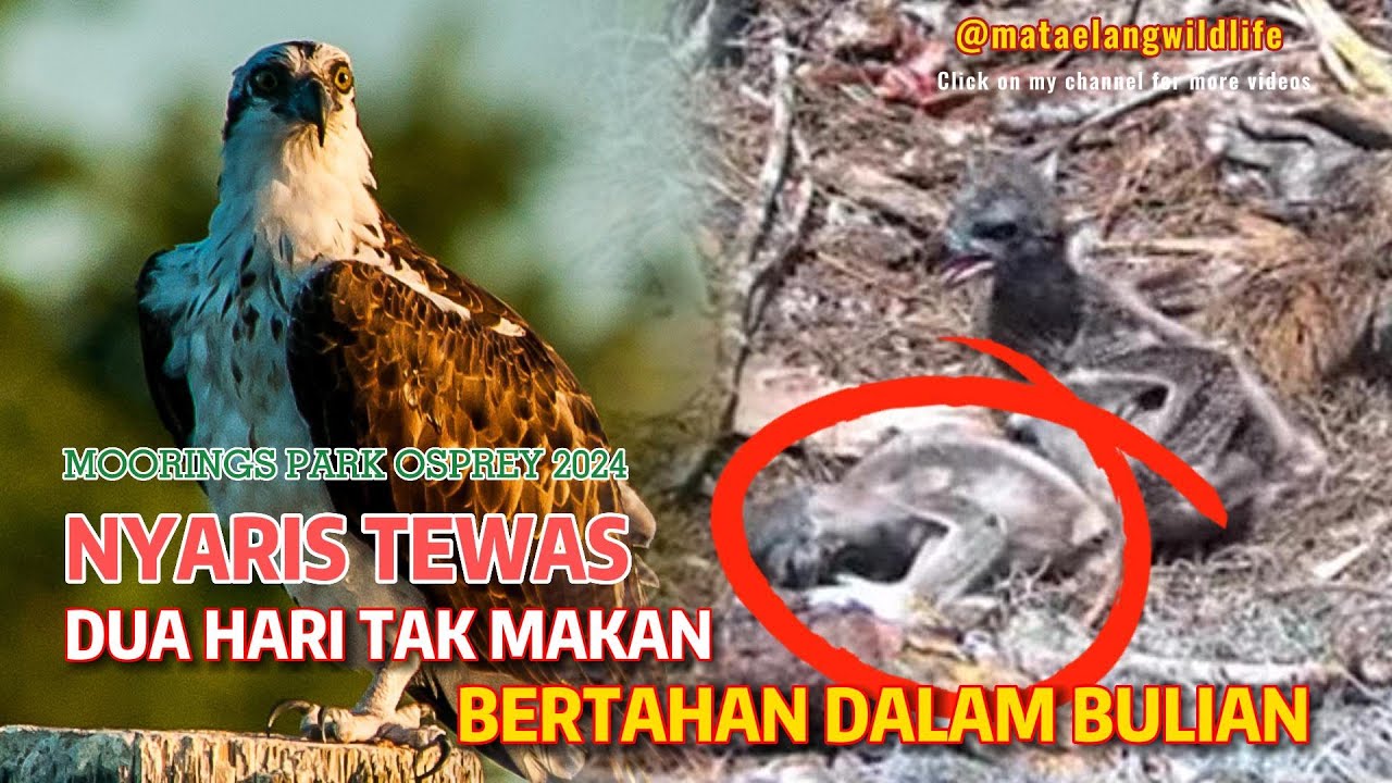 БЕЗ КОРМЛЕНИЯ МЛАДШИЙ РЕБЕНОК ОРЛА ВЫЖИВАЕТ В ПОРОДЕ СТАРШЕГО БРАТЯ