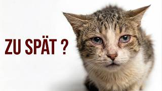 Diese 12 Zeichen zeigen, dass deine Katze in Gefahr ist