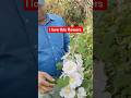 Identification of  Hollyhock #reels #shortvideo #short #flowers #gardening #gardening #roofgarden