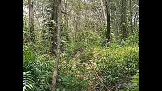 mikat rambatan  di markas rambatan 🤩🤩