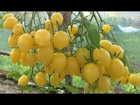 Томат Сумасшедшие Черри Барри /Сумасшедшая Вишня Барри (Barry's Crazy Cherry). Гроздья весом 2-3 кг.