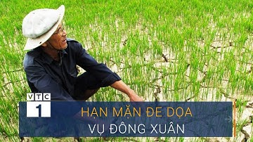Quảng Nam: Hạn mặn đe dọa vụ đông xuân | VTC1