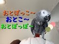 おとぽっこ~♪おとこ~♪おとぽっぽ〜♪ヨウムのるいちゃん