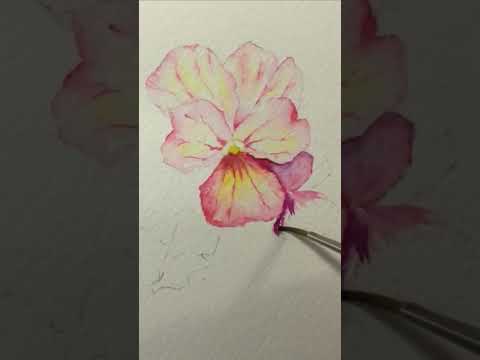 Βίντεο: Λουλούδι Pansy - βιολετί