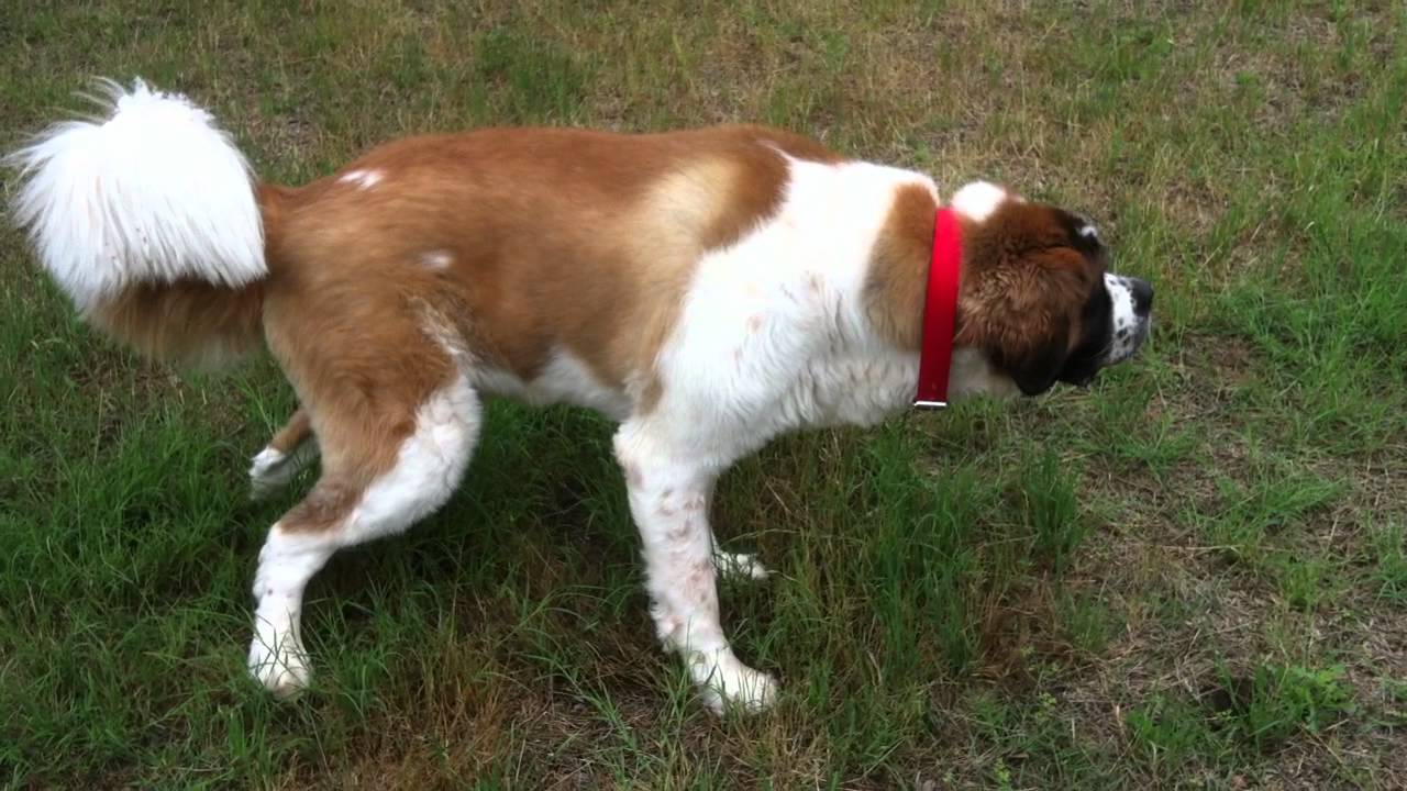 BUTKUS Breaks Saint Bernard Peeing World Record YouTube
