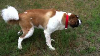 BUTKUS Breaks Saint Bernard Peeing World Record