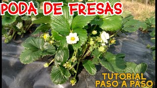 FRESA  Poda Mantenimiento Paso a Paso // Frutilla, Freson TUTORIAL