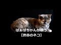 ばぁばちゃんが唄う【渋谷のネコ】紫艶 cover safflan33 <歌詞入り>