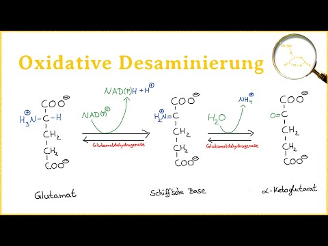 Video: Welche Aminosäure wird in der Leber oxidativ desaminiert?