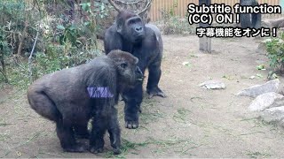 TearySon gorilla gently walks up to his mother. GentaroMomotaro family