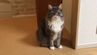 家具を動かす猫 ノルウェージャンフォレストキャットMove the furniture.Norwegian Forest Cat.