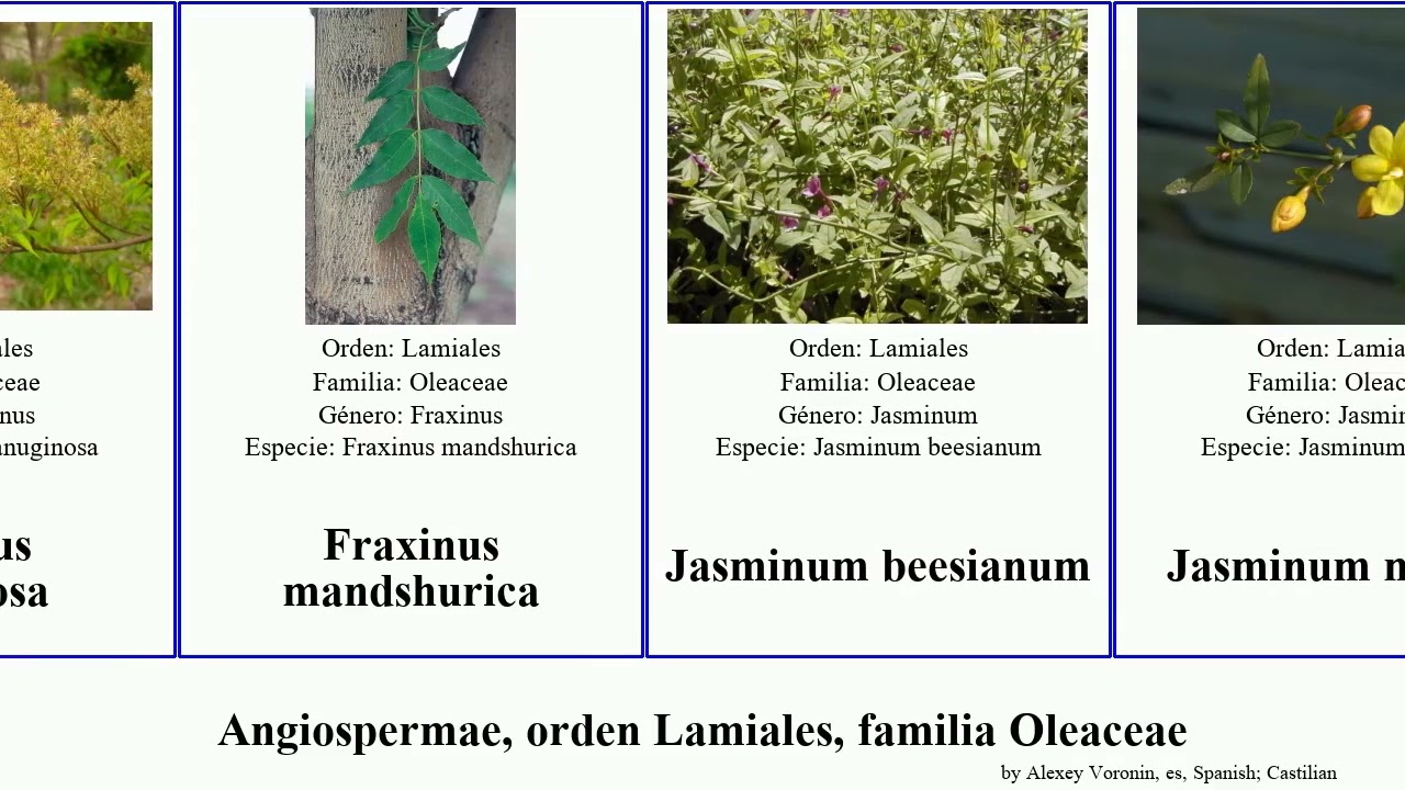 Angiospermae, orden Lamiales, familia Oleaceae syringa forestiera tea olive africana angiosperms