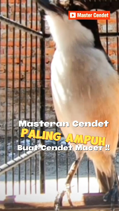 MASTERAN CENDET PALING AMPUH BUAT CENDET MACET #pancingancendet #mastercendet #cendetgacor