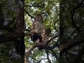 Whenever I visit Pasir Ris Park, I always look for this Spotted Wood Owl pair.