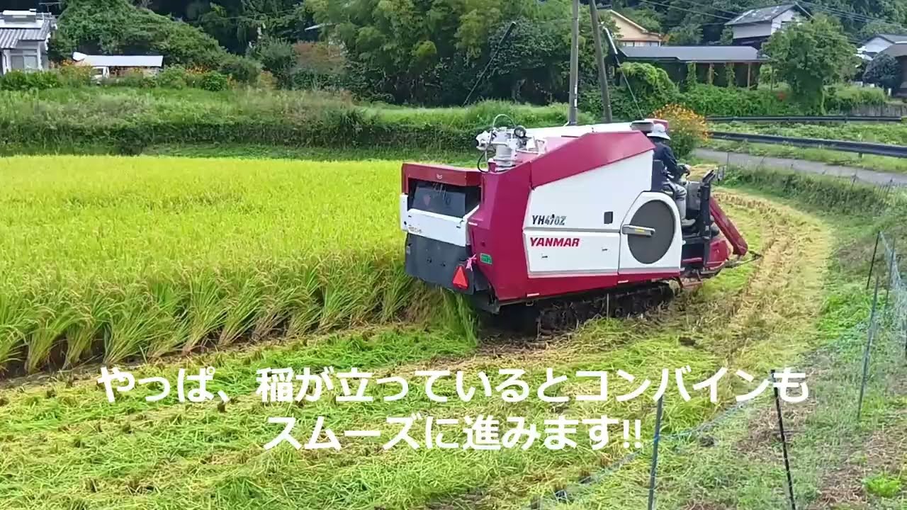 久住のおっちゃん&おばちゃんの田舎暮らし・令和7年産「ひとめぼれ」収穫編!!