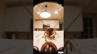 POV Cockroach With a Tiny Action Camera 🪳📹 Profile