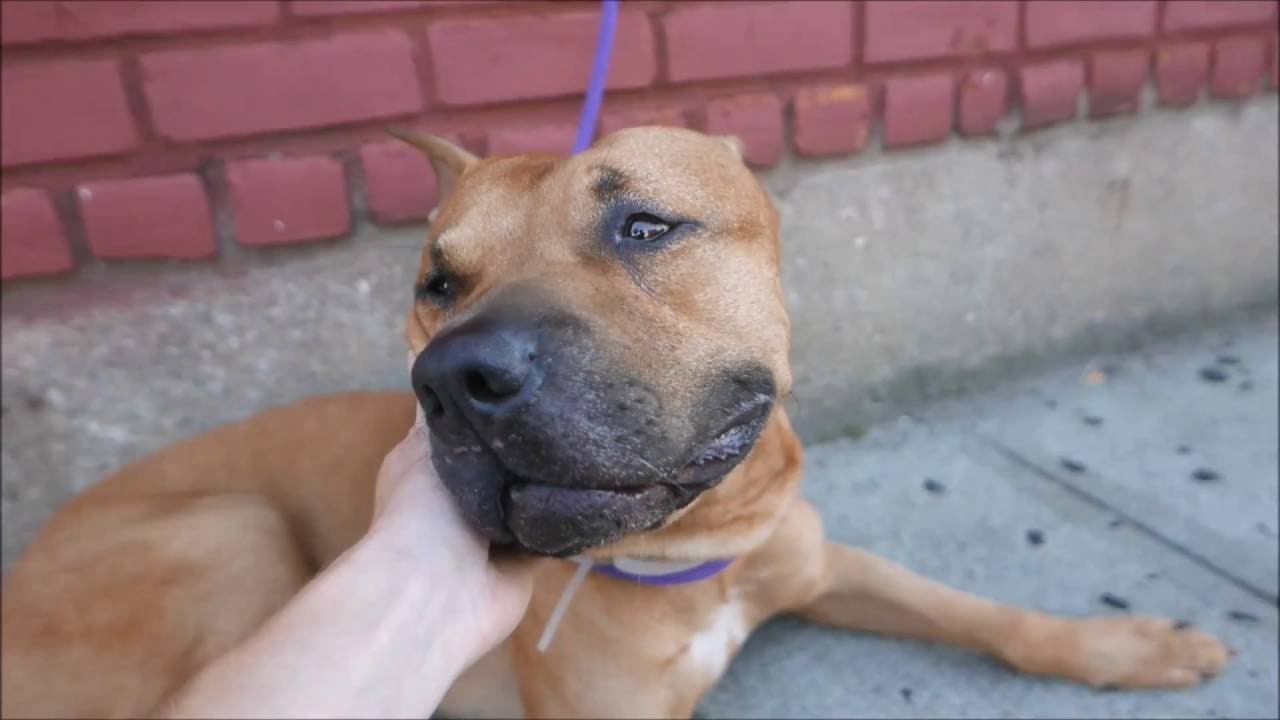 Rocky E - A1082498 - Brooklyn ACC camera iphone 8 plus apk