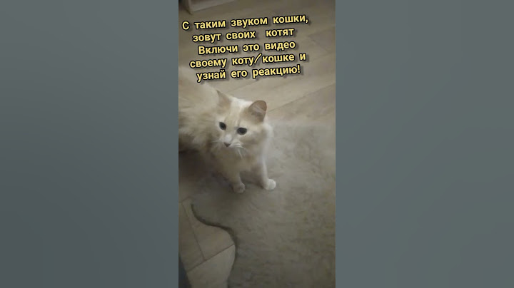 Как кошка зовёт своих котят?