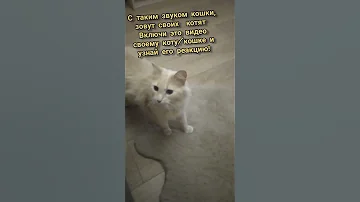 Как кошка зовёт своих котят?