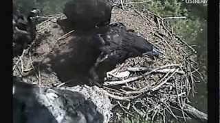 DECORAH EAGLES  JUNE 8, 2012   11:54 AM  CST     FISH IN AND SCRAMBLE BEGINS