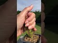 BIG DROSERA carnivorous plants USA New York #plants #insects #animals #carnivorousplants