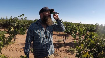 Brix Testing at Engle Vineyard
