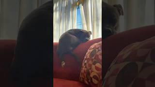 How Does She Do This?