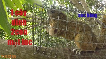 Săn Bắt - Thăm Bẫy Sóc Bông ,1 Cây Xoài Dính 2 Con Sóc Bông Dạ Vàng Một Lúc _ Vạn Lý Do