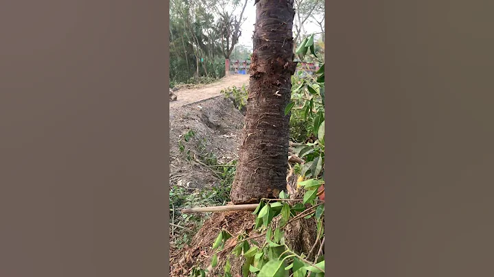 Cutting down a large palm tree #shorts #cuttingtrees