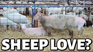 Playing MATCHMAKER in the SHEEP barn. ❤ | Vlog 662