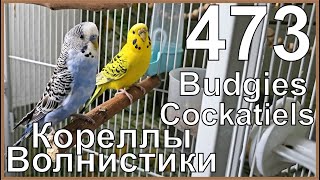 Funny Parrotszotti 473. Life of Cockatiels and budgies. Жизнь корелл и волнистых попугаев