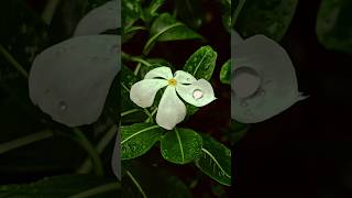 Phone Camera Pro Mode Tips And Tricks | Photo Editing And Colour Grading In PicsArt Mobile