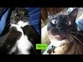 CATS WITH FUNNY FACE EXPRESSIONS 😸