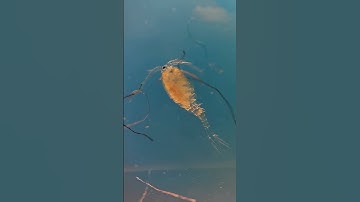 microscopy video - copepod
