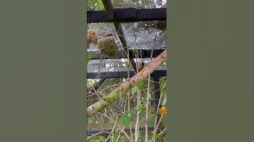 Village Weaver Birds | Aviary Nest Building