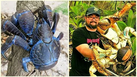 Самый Крупный рак или Пальмовый вор .Это Интересно знать.