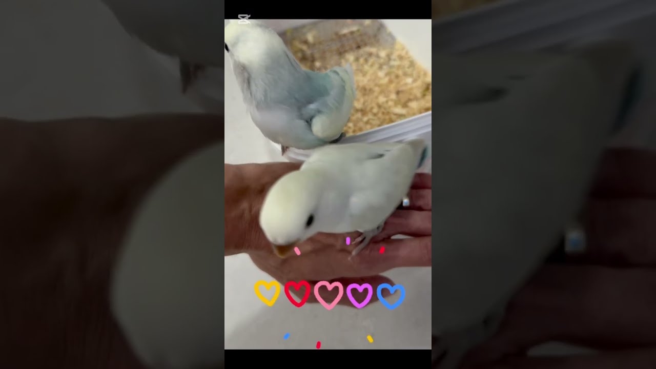 Cute Love Birds Lovebirds Parrot Fyp Cuteanimals Pets Funny Birdtricks Bird