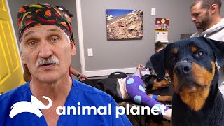 Increíble cirugía logra salvarle la patita a esta mascota | Dr. Jeff, Veterinario | Animal Planet
