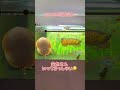我が家の食事風景 #熱帯魚 #エイ #アロワナ