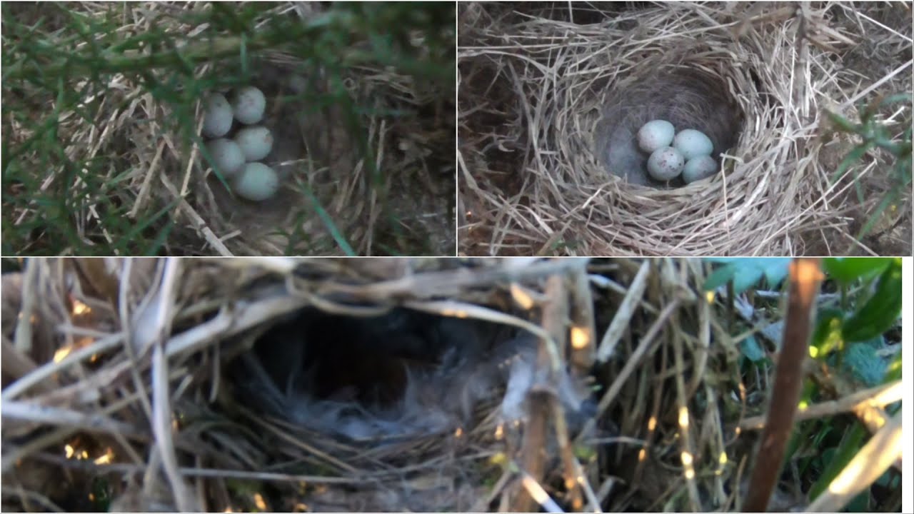 bird nesting walk, new finds