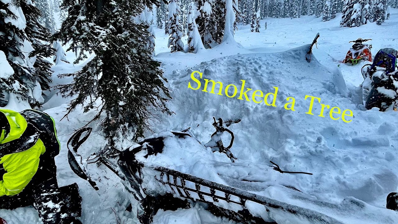 Tree Riding In Blue River