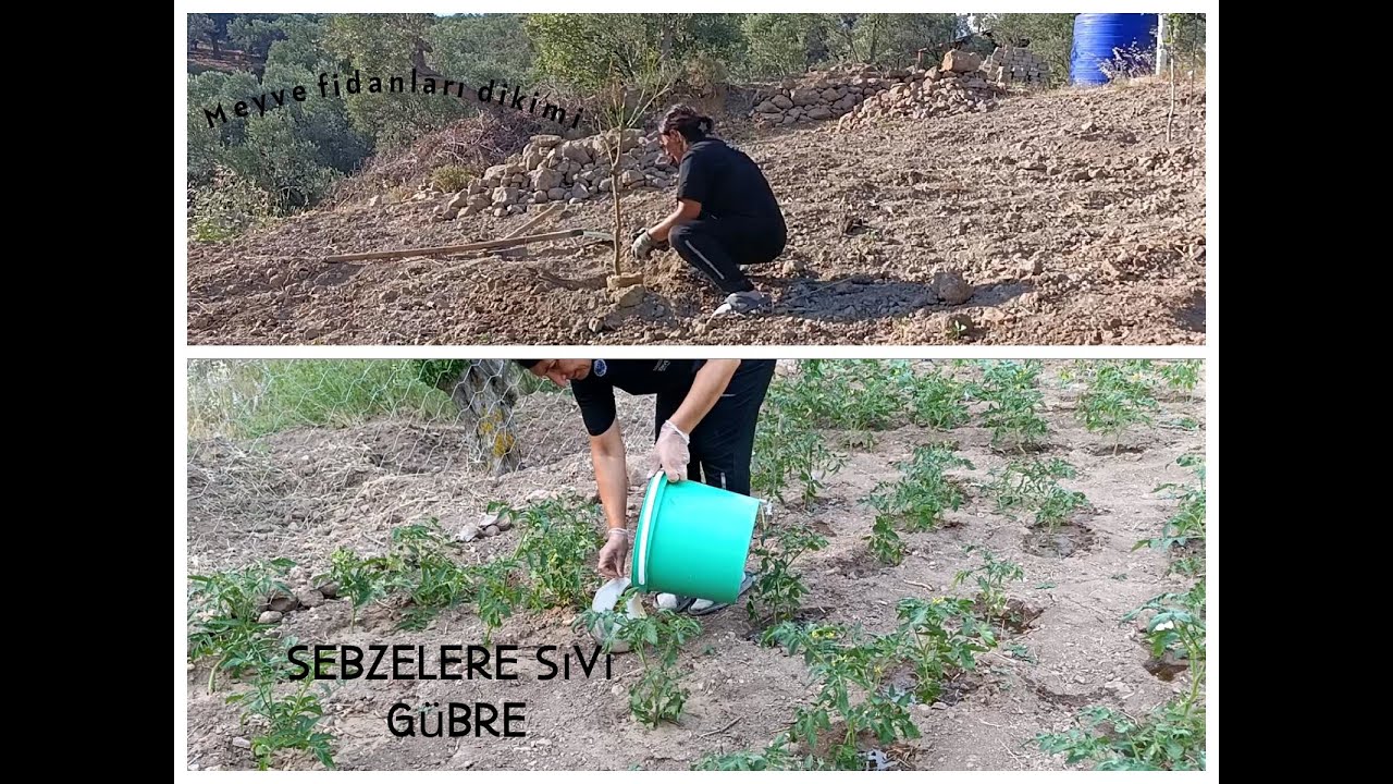 Sebzelere Sıvı Gübre  VE  Fidan Dikimi