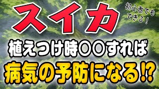 【スイカ】植え付け時に⭕⭕すると成長UP・病害虫予防になるコツ【トウモロコシ】✕【ネギ】も混植しています！【家庭菜園】