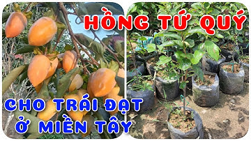 Cây Hồng tứ quý cho trái đạt tại Miền Tây | 0386569374 - Ngọc Ngân Bến Tre | Chuyên cây độc lạ