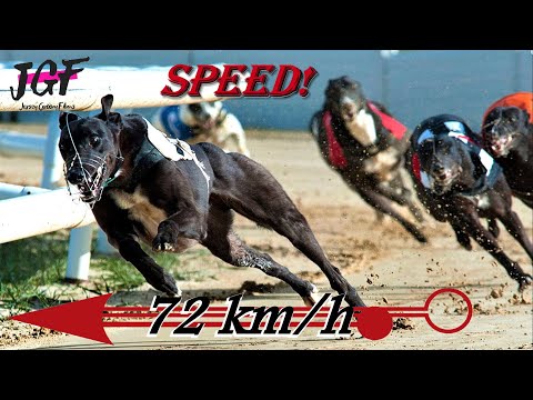 🍀 Irish Greyhound Track Racing 🍀