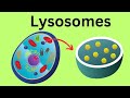 Lysosome organelle