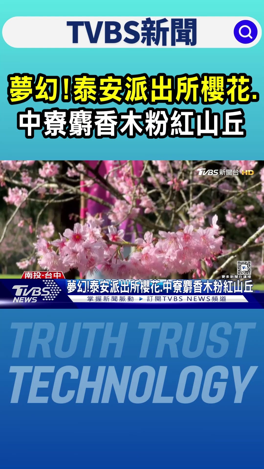 夢幻!泰安派出所櫻花.中寮麝香木粉紅山丘｜TVBS新聞 @TVBSNEWS01