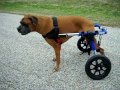 Jager & His "Walkin' Wheels" from HandicappedPets.com