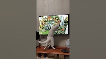 CỔNG RỒNG PHỤNG MIỀN TÂY# CỔNG RỒNG PHỤNG BẾN TRE# SHORTS